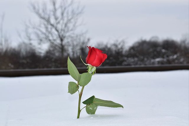 red-rose-in-snow-3183721__480.jpg