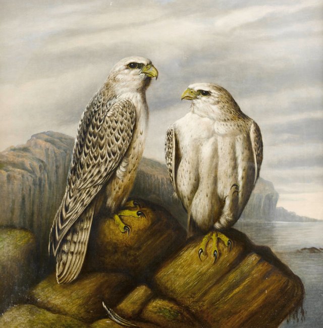 Josef_Wolf_(attr)_Gyr_falcons_on_a_rocky_ledge.jpg