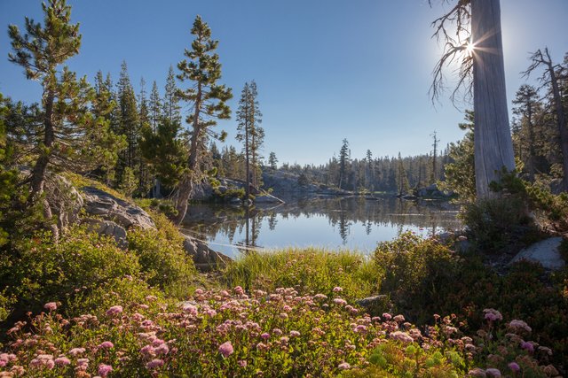 Wildflowers at Loch Leven Lakes 1.jpg