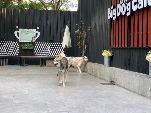 Big Dog Cafe17.jpg