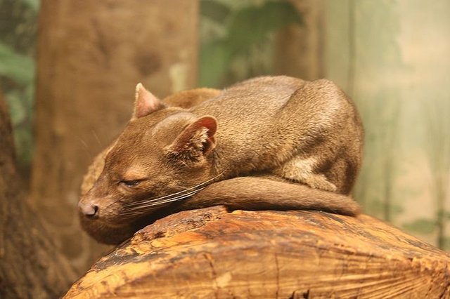 800px-Fossa_085.jpg