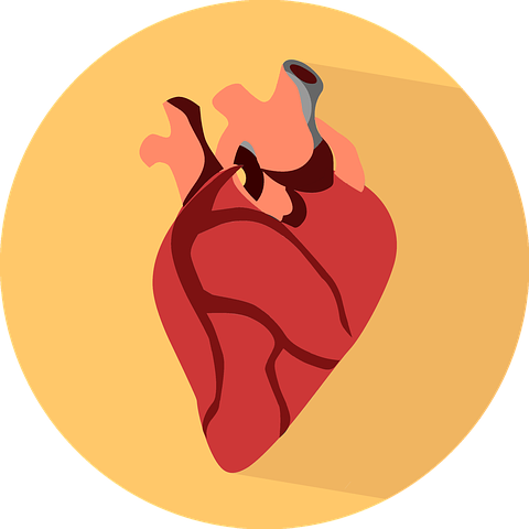 heart-2411130__480.png