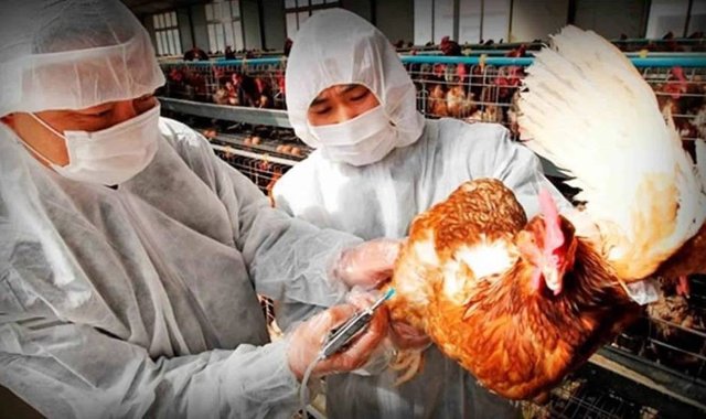 china-alerta-gripe-aviar-h5n8-europa-rebaja-riesgo-1011.jpg