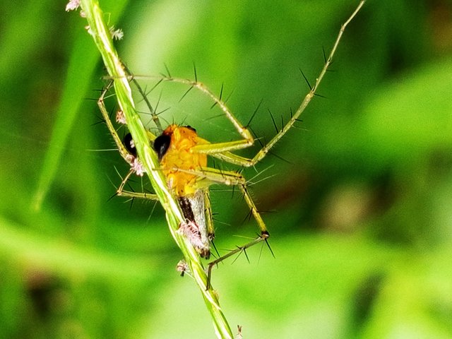 spider (7).jpg