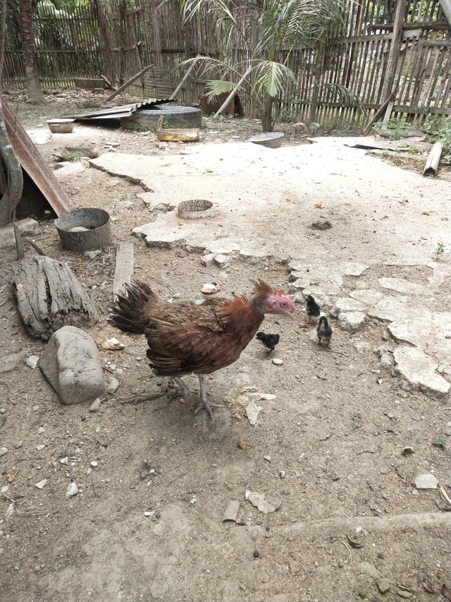 Ayam.jpg