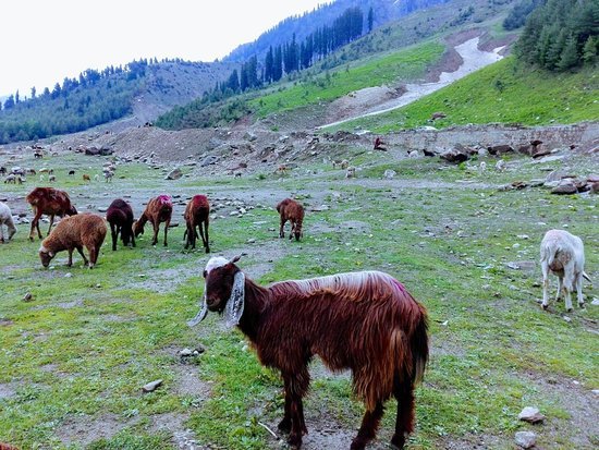 naran-tumtoma-the-land.jpg