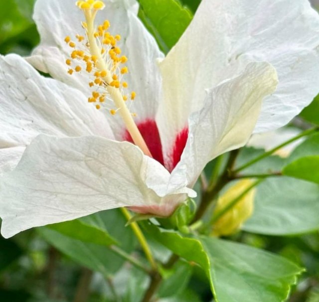 The white jaba flower (2).jpg