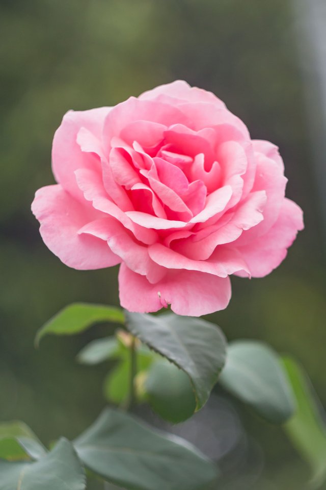 tremendous pink rose.jpg