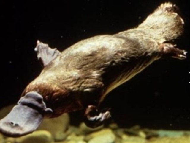 PLATYPUS 3.jpg