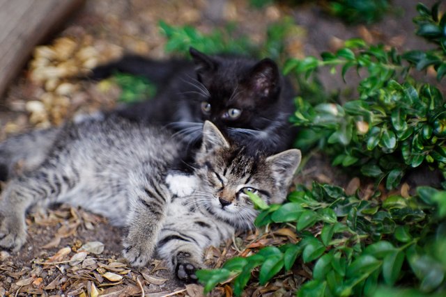 kittens chilling 4.jpg
