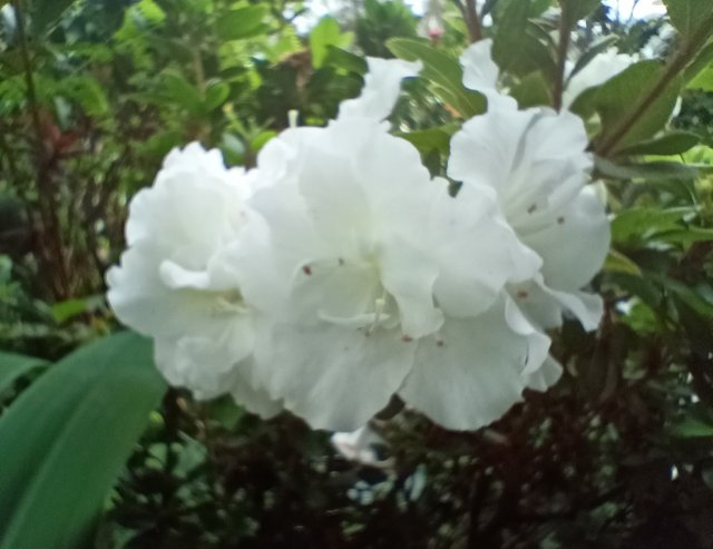 tree peony.jpg