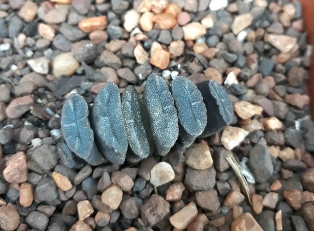 haworthia truncata.jpg