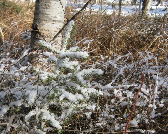 late snow on tiny spruce by poplar tree.JPG