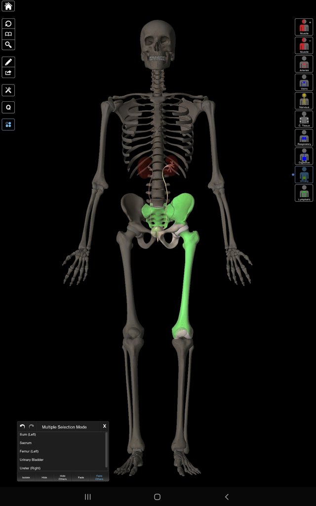 Screenshot_20211002-184214_Essential Anatomy 3.jpg