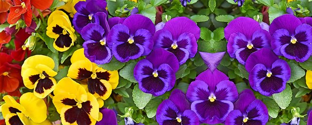 Pansy (1)1565773816218.jpg