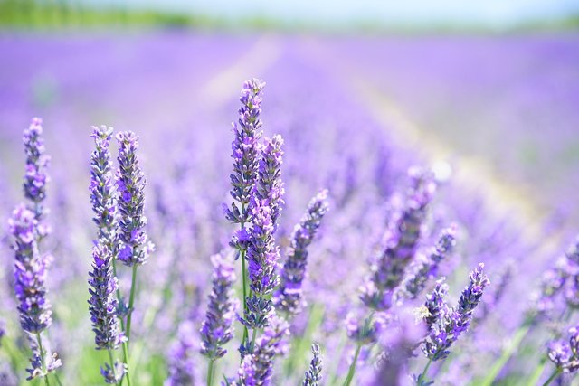 lavender-g1120b52b7_1280.jpg