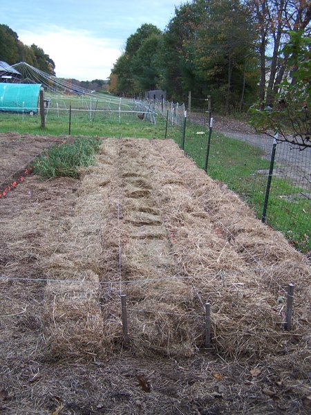 Big garden - 3 rows garlic mulched crop Oct. 2018.jpg