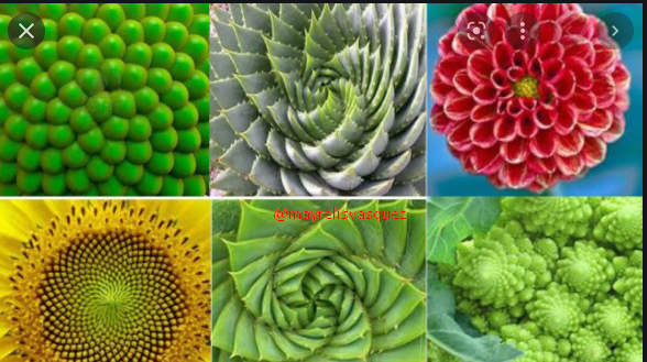 fibonaccis imagenes ejemplos.png
