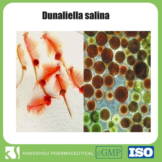 Natural-organnic-Skin-care-dunaliella-salina.jpg
