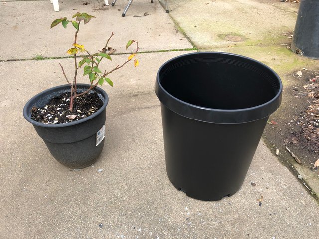 5-gallon pot to replan the roses from the current gallon pot