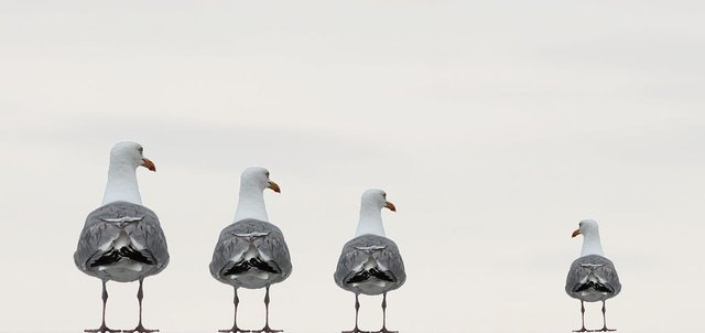 gulls-2662550__480.jpg