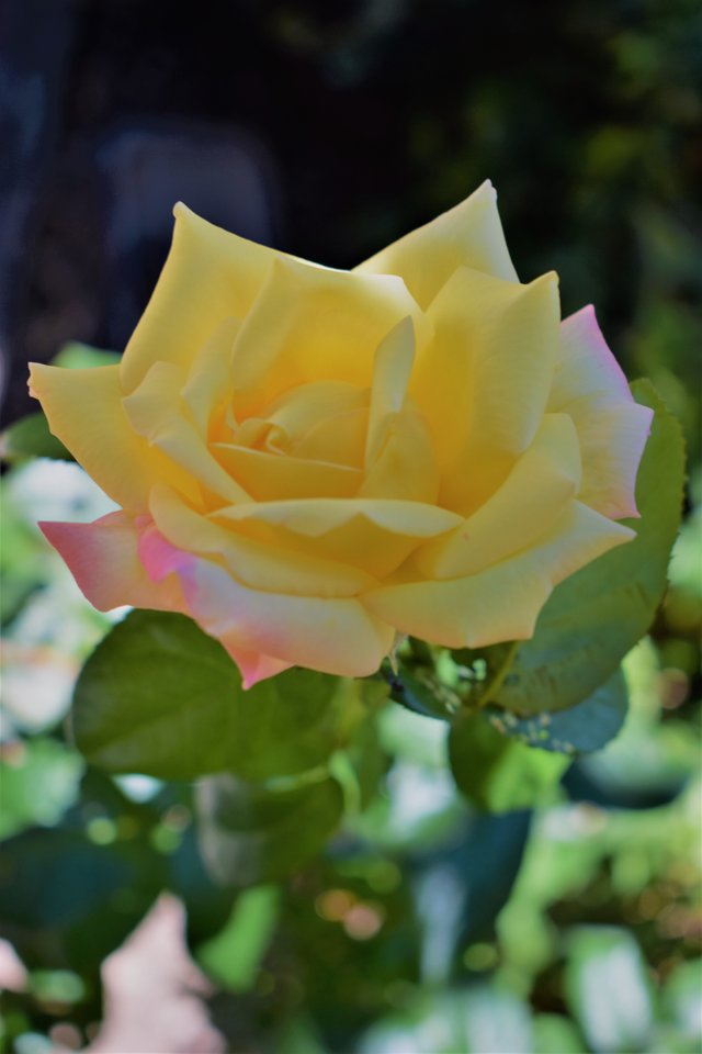 yellow rose first.jpg