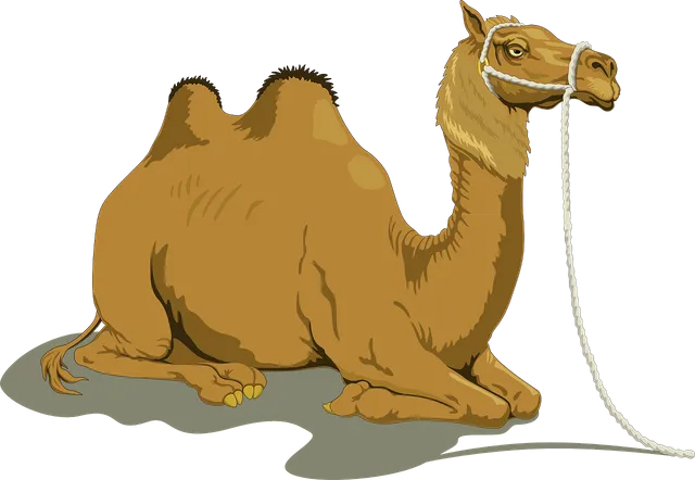 camel-48445_1280.webp