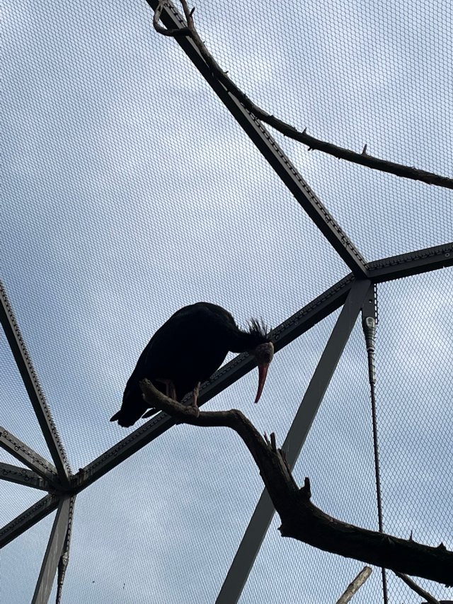 IMG_8071.jpeg