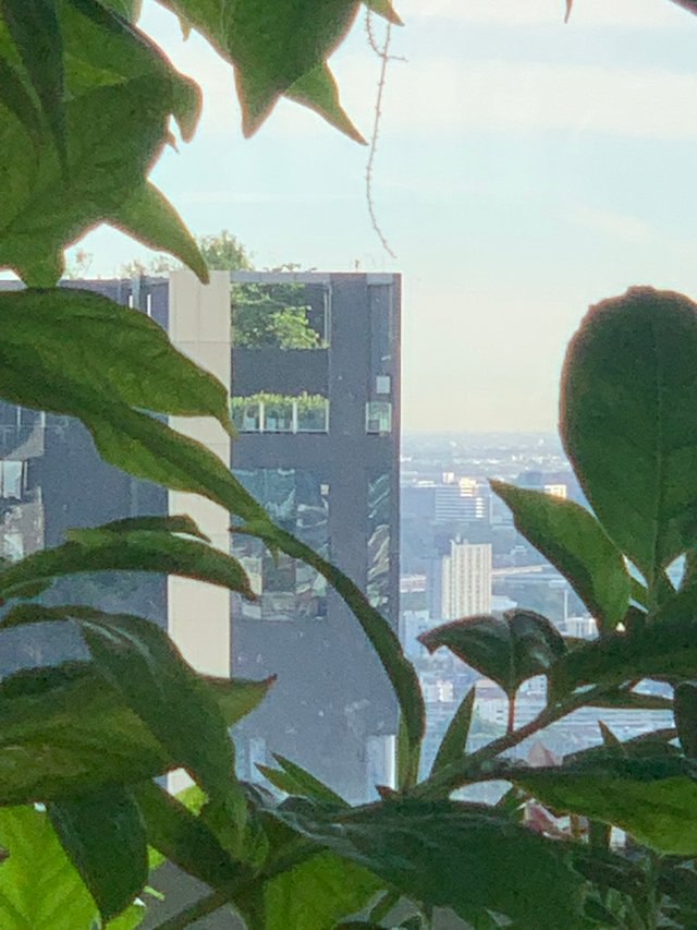 trees and buildings6.jpg