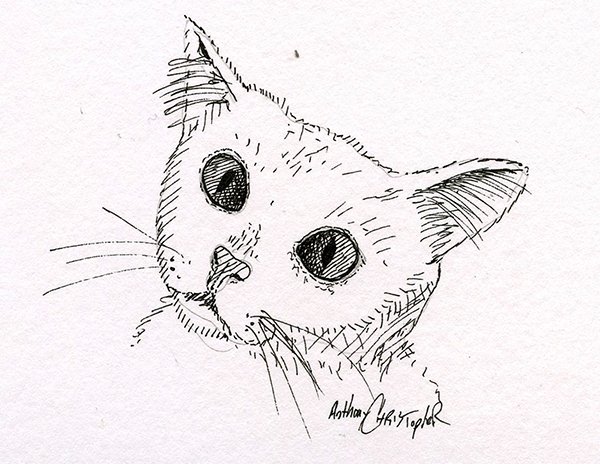 cat009.jpg