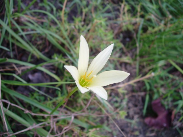 Queen Sirikit Park - flower