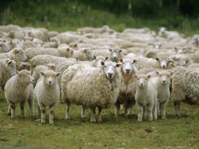 sheep%20flock.jpg