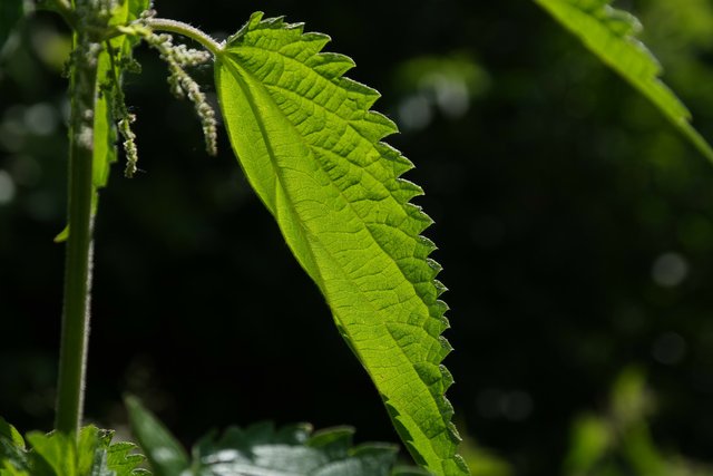 stinging-nettle-141497_1920.jpg