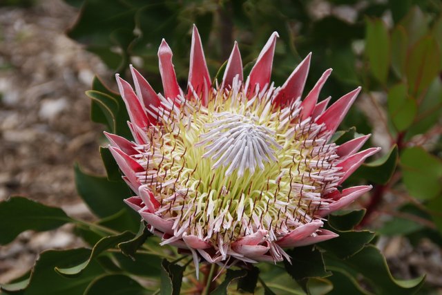 protea-g4c214a7ae_1920.jpg