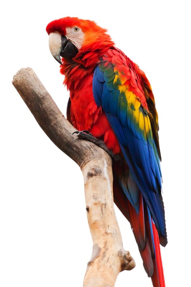 bird-red-animal-colorful-40984.jpg