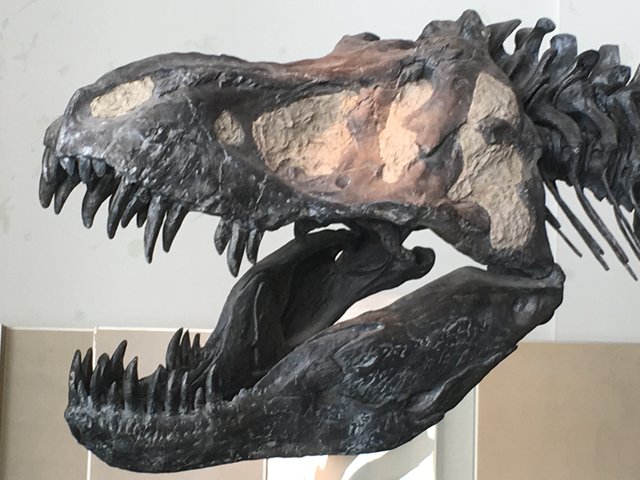 T Rex Skull Cranbrook.jpg