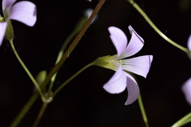 Oxalis triangularis flower 3.jpg