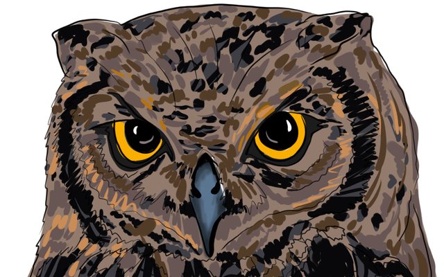 owl face(353).jpg