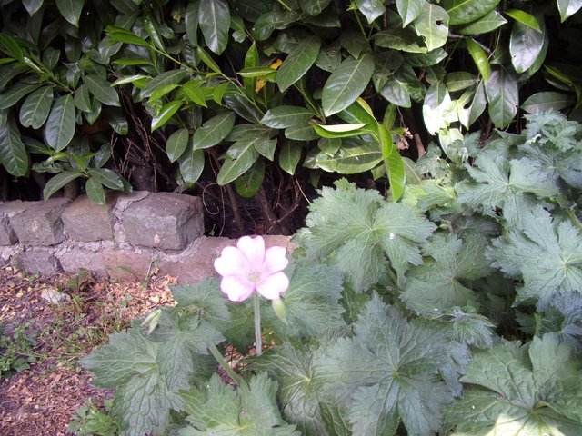 100_2636.JPG