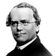 Gregor_Mendel.png