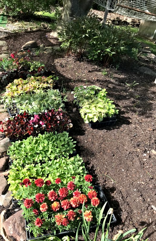 a flower bed.jpg