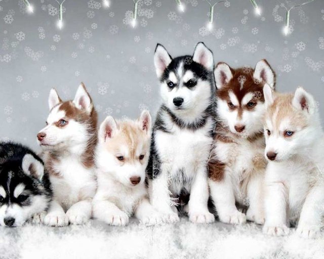 Pomsky-Puppies-Picture-IDW.jpg