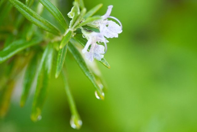 cara-merawat-tanaman-rosemary.jpg