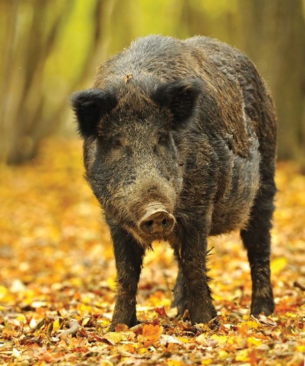 Wild-pig.jpg