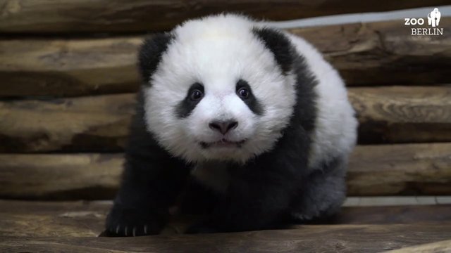 maxresdefault panda.jpg