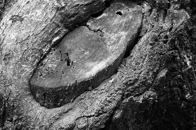 Woodland_Details_005_s_BW.jpg