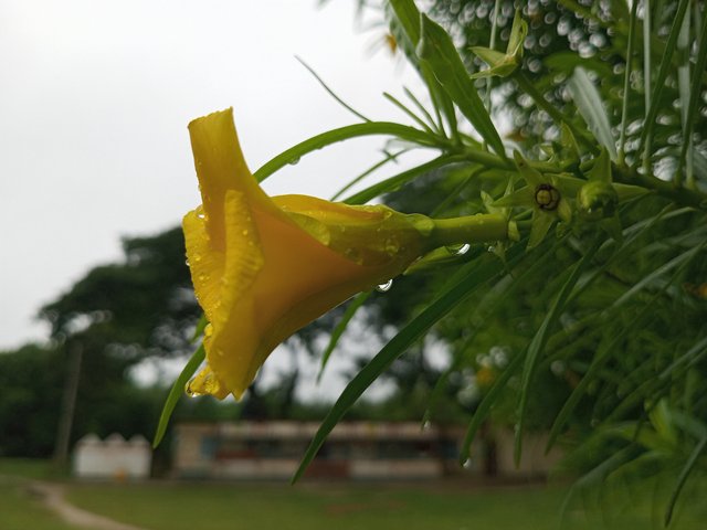 IMG_20250628_101334_928.jpg