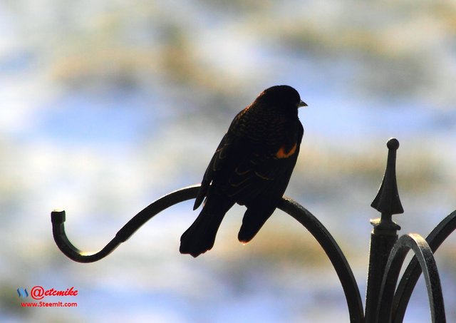 Red-winged Blackbird PFW01-09.JPG