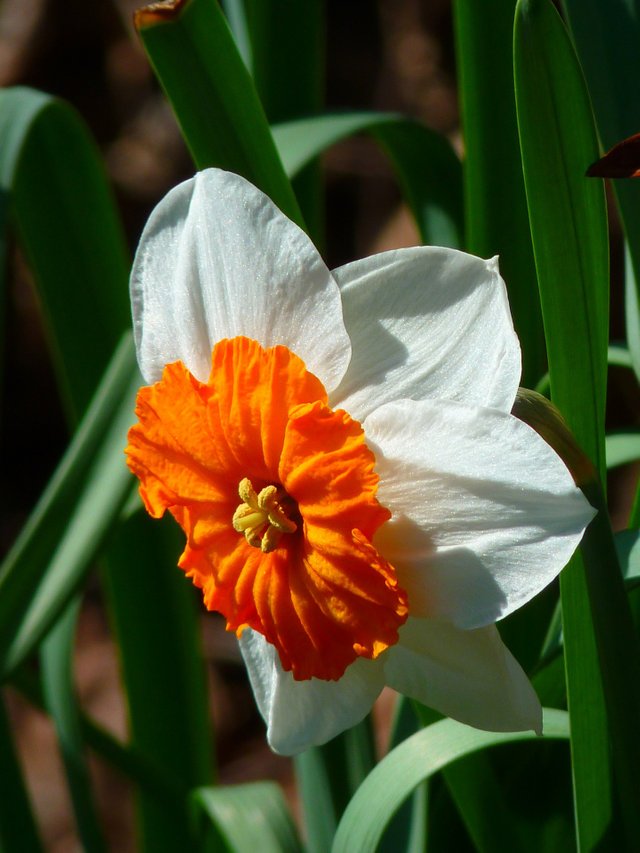 narcissus-6239_1920.jpg