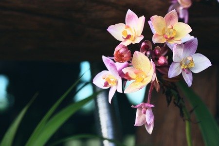 65642576-orchid.jpg
